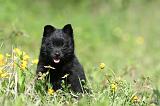 SCHIPPERKE 277